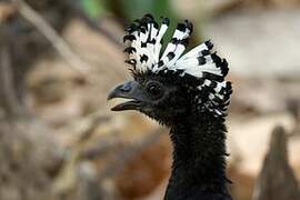 Bare-faced Curassow