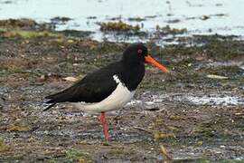 Pied Oystercatcher