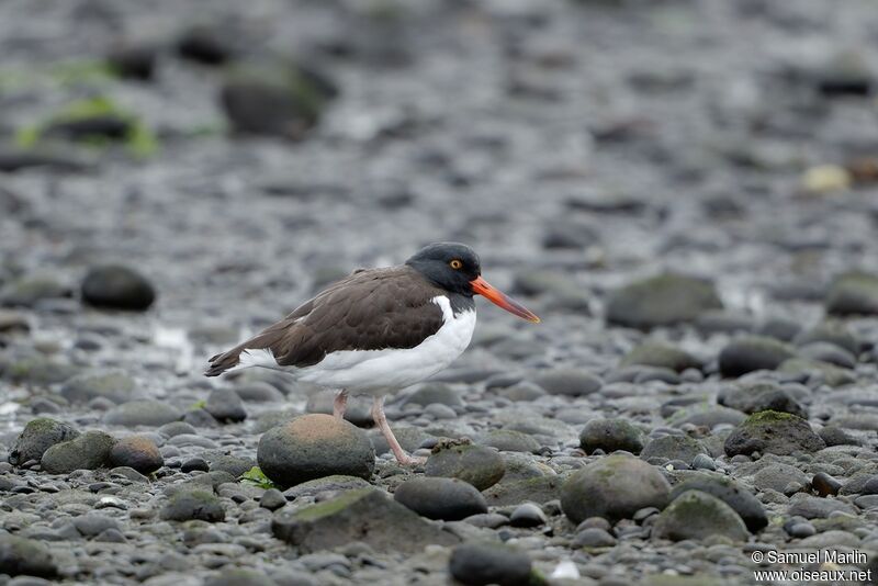 American Oystercatcher male adult
