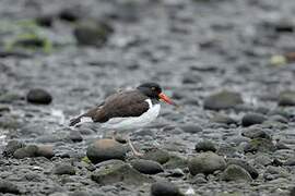 American Oystercatcher