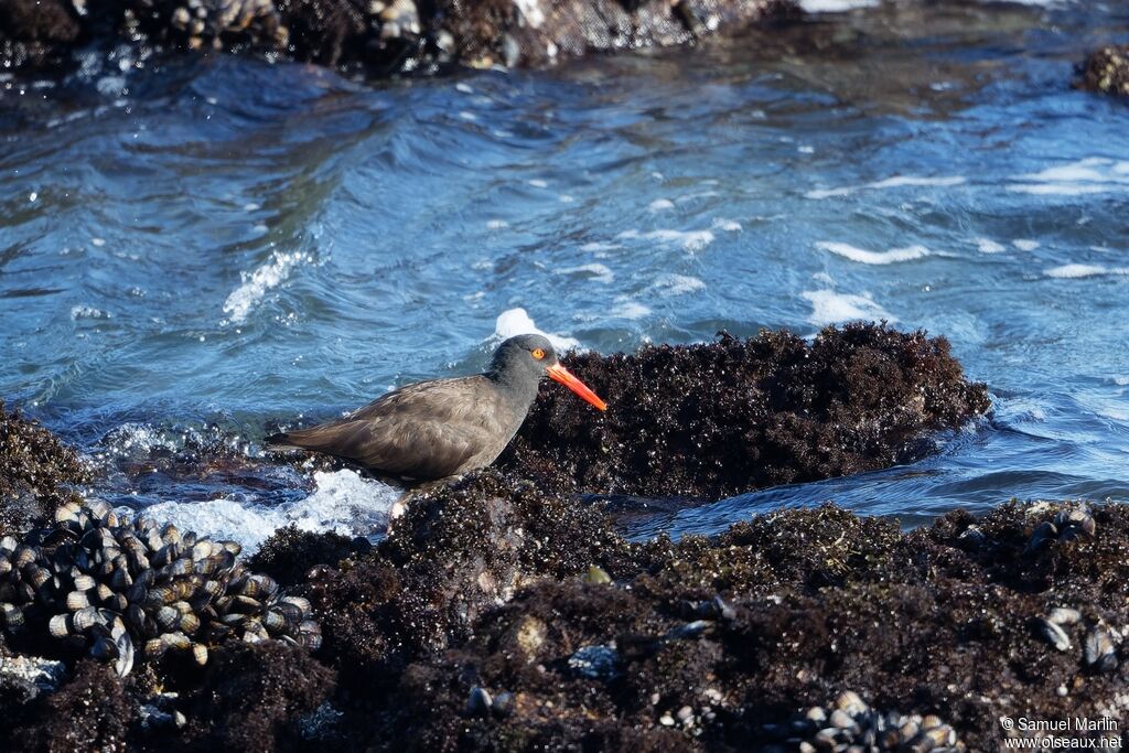 Black Oystercatcheradult