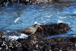 Black Oystercatcher