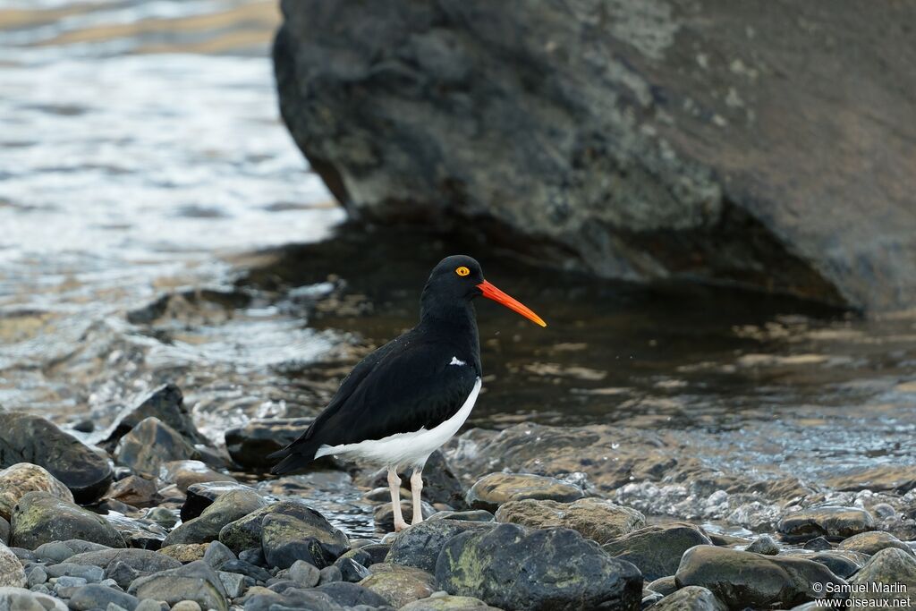 Magellanic Oystercatcheradult