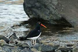 Magellanic Oystercatcher