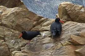 African Oystercatcher