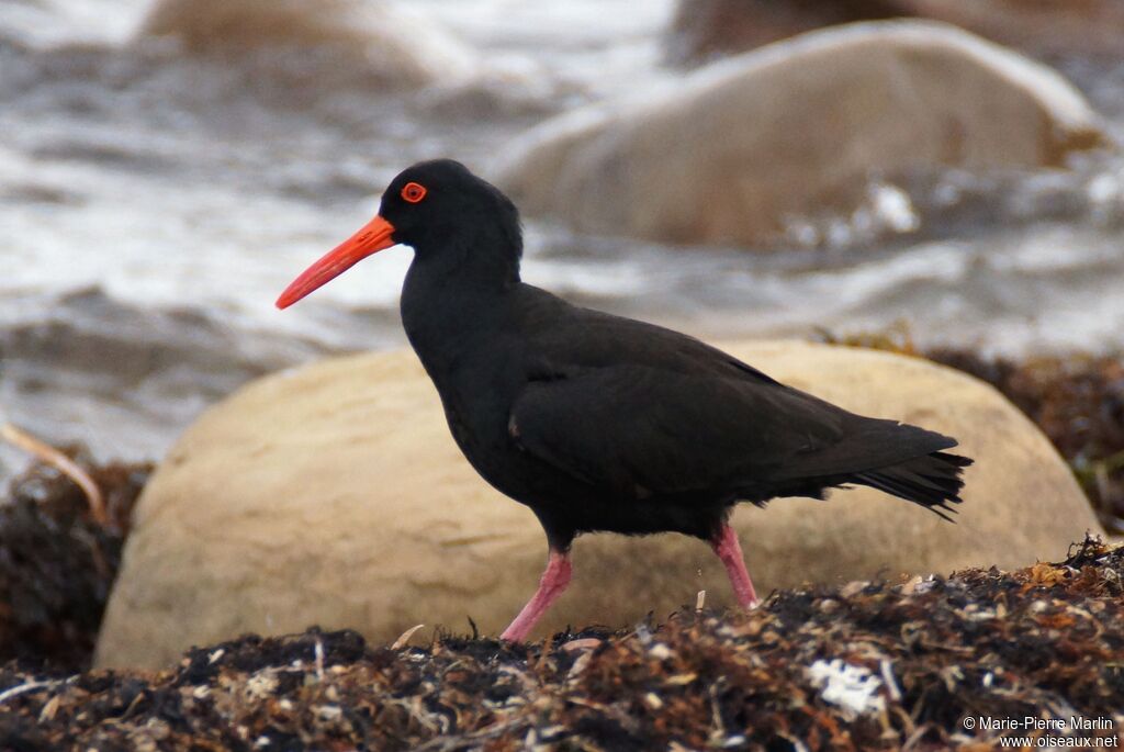 Sooty Oystercatcheradult