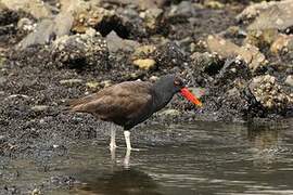 Blackish Oystercatcher