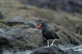 Blackish Oystercatcher