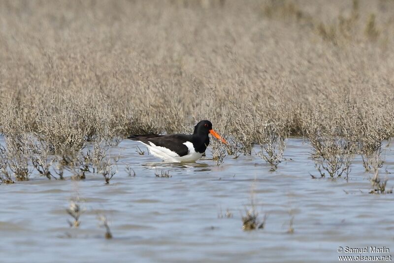 Eurasian Oystercatcheradult