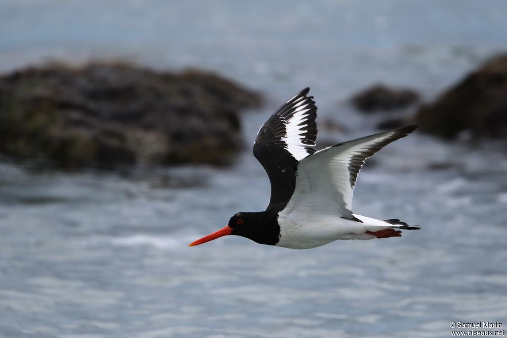 Eurasian Oystercatcheradult, Flight