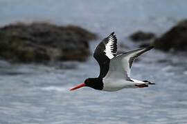 Eurasian Oystercatcher