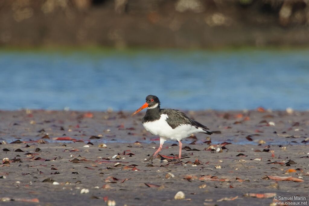 Eurasian Oystercatcheradult