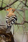 African Hoopoe