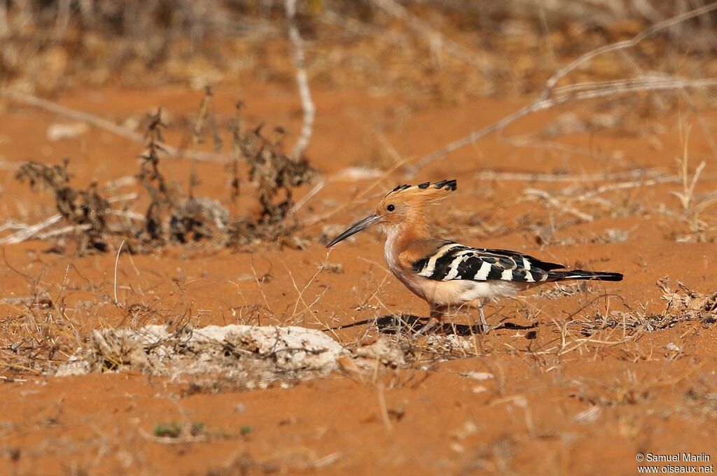 Madagascar Hoopoeadult