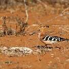 Huppe de Madagascar
