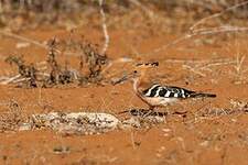 Huppe de Madagascar