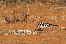 Madagascar Hoopoe