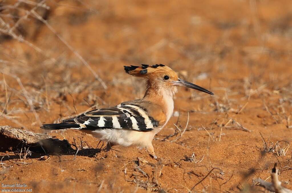 Huppe de Madagascaradulte, Comportement