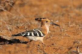 Huppe de Madagascar