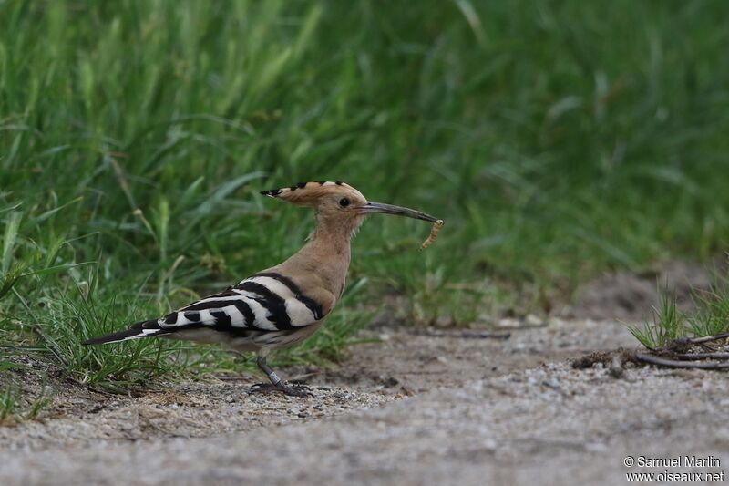 Eurasian Hoopoeadult, fishing/hunting