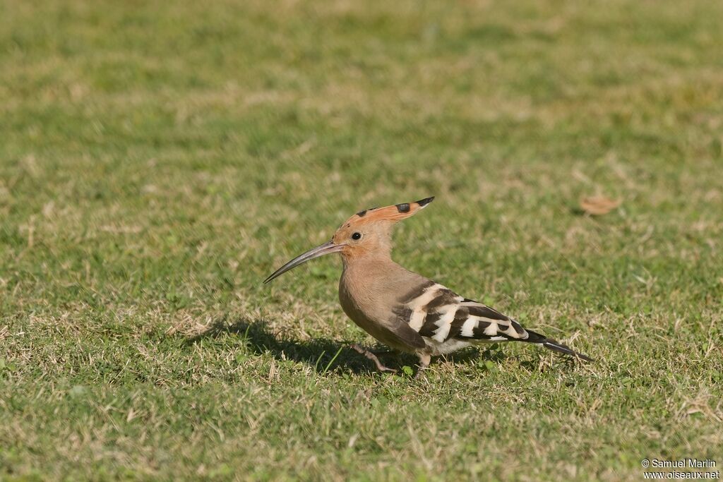 Eurasian Hoopoe