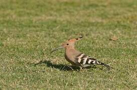 Eurasian Hoopoe