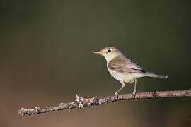 Melodious Warbler