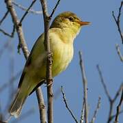 Melodious Warbler
