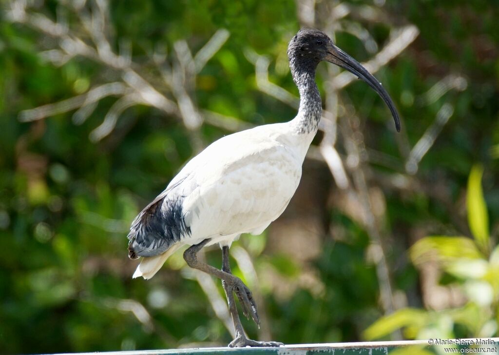 Ibis à cou noir