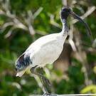 Ibis à cou noir