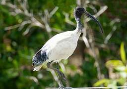 Australian White Ibis