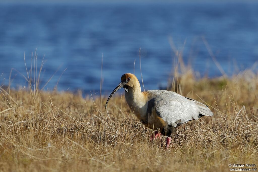 Ibis à face noireadulte