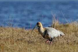 Black-faced Ibis