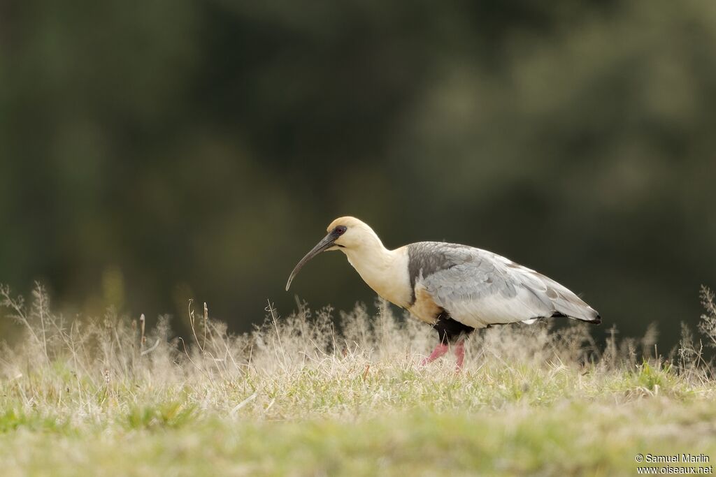 Ibis à face noire