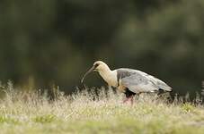 Ibis à face noire