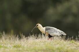 Black-faced Ibis