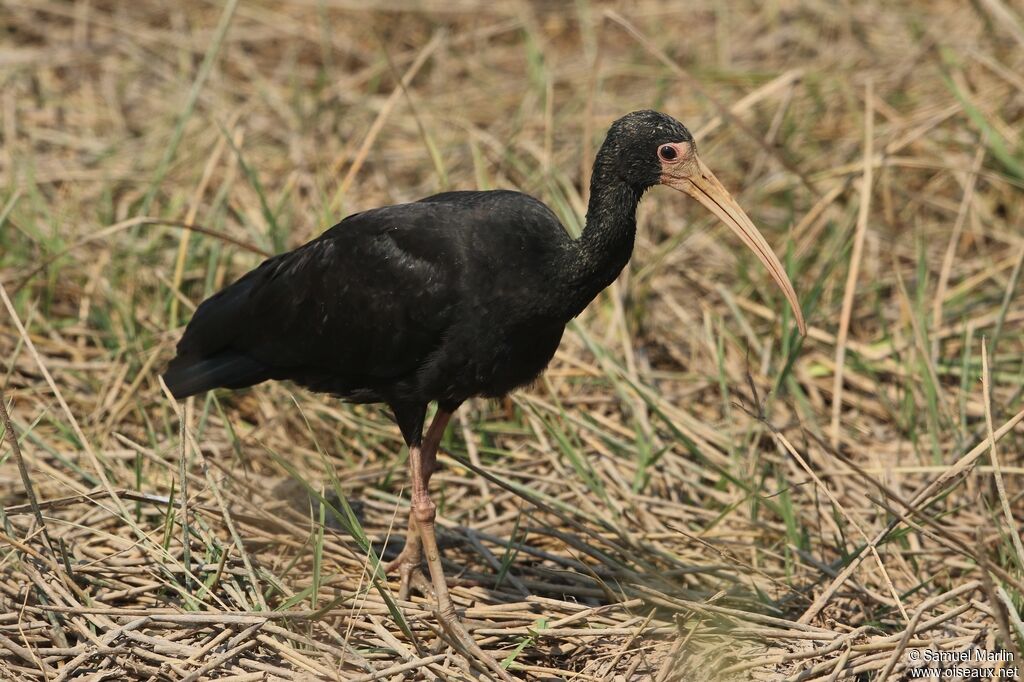 Ibis à face nueadulte