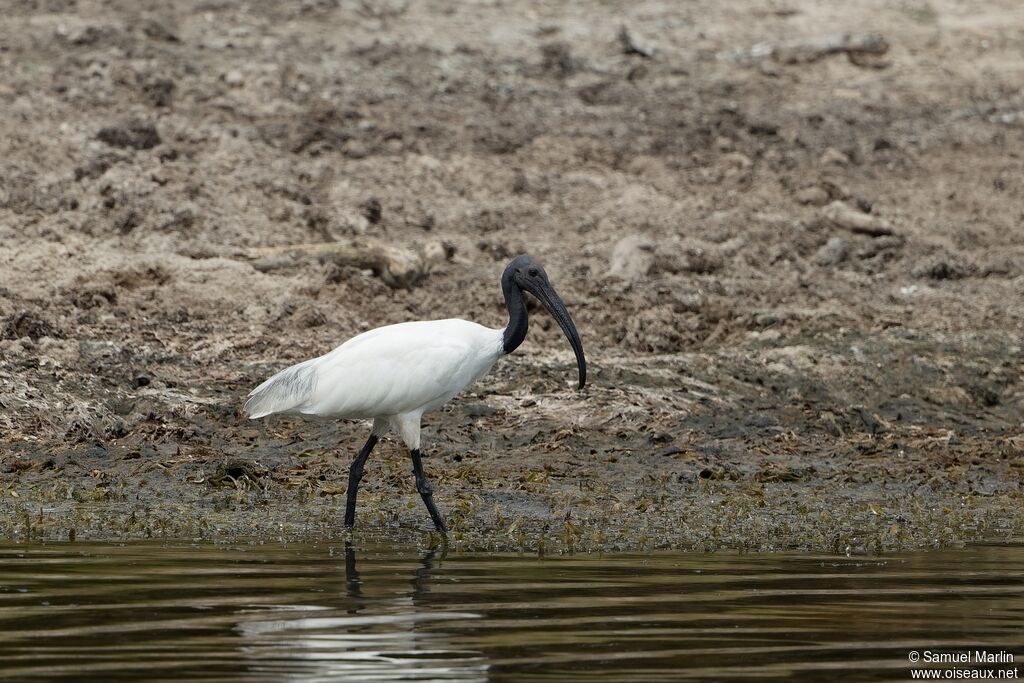 Ibis à tête noire