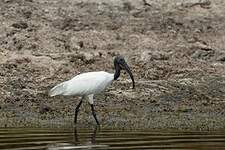 Ibis à tête noire