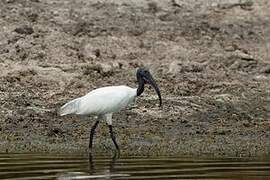 Black-headed Ibis