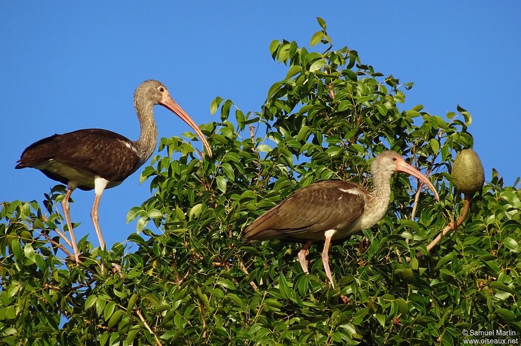 American White Ibisjuvenile