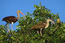 American White Ibis