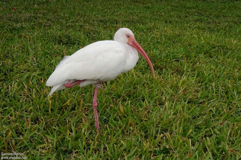 Ibis blancadulte