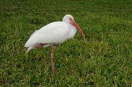 Ibis blanc