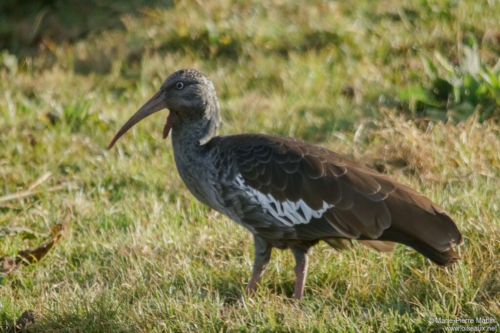 Ibis caronculé