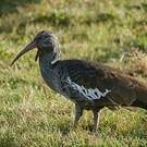 Ibis caronculé