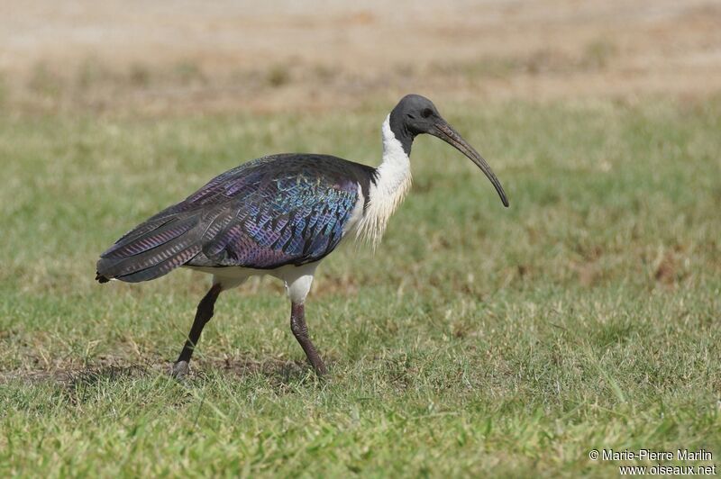 Straw-necked Ibis male adult