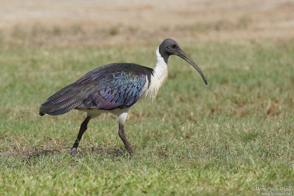 Ibis d'Australie mâle adulte