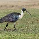 Ibis d'Australie