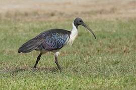 Straw-necked Ibis